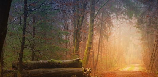 Fall October Image by jplenio from Pixabay