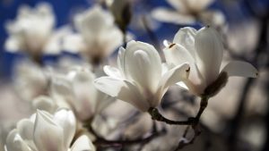 Magnolia Image by HeungSoon from Pixabay 