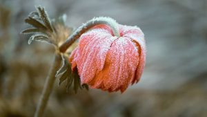 Pasque Flower Frost - Image by Manfred Richter from Pixabay https://pixabay.com/photos/pasqueflower-flower-frost-ice-3840163/