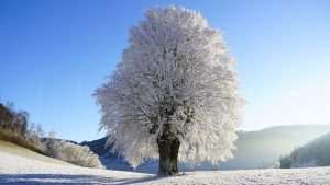 Tree Frost Winter Image by Hans Braxmeier from Pixabay 