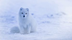 Iceland fox Image by David Mark from Pixabay