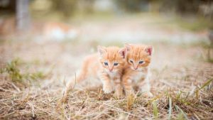 Kittens Double Image by Olga Ozik from Pixabay 