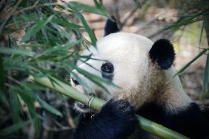 Panda - Image by qgadrian from Pixabay