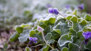 Violet January Image by Pat_Scrap from Pixabay