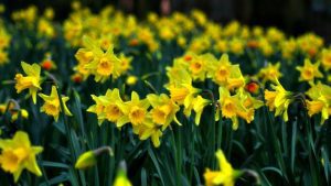 Daffodil Image by gordon simpson from Pixabay
