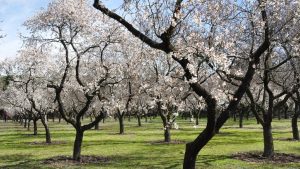 Almond Blossom March Image by Cristina MM from Pixabay