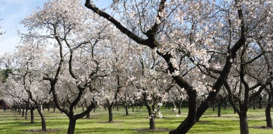 Almond Blossom March Image by Cristina MM from Pixabay