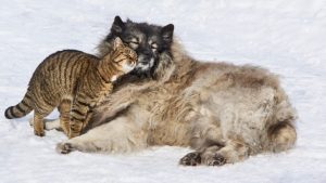 Love snuggle Image by Ingo Jakubke from Pixabay 