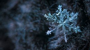 Precisely achieves Snowflake Ready Technology status (Image Credit: Egor Kamelev from Pexels)