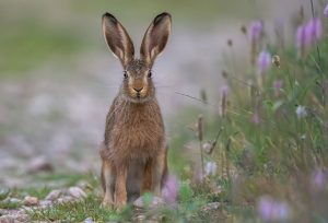 March Hare Image by Sven Ziegler from Pixabay