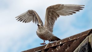 Seagull Launch Image by Andrew Martin from Pixabay 