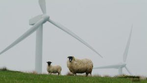 Windfarm Sheep Image by keepwakin from Pixabay