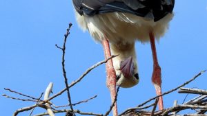 April Stork Image by Ada K from Pixabay 