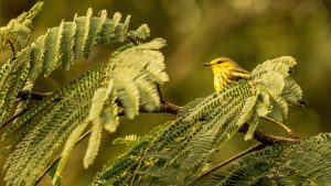 Warbler May Spring Image by 16081684 from Pixabay 