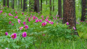 Peony June Image by Kanenori from Pixabay 