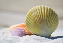 News From the Week Beginning July 27th 2026 Shell Summer August Image by julia roman from Pixabay