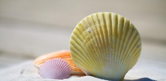 Shell Summer August Image by julia roman from Pixabay