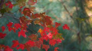 Maple Leaves Autumn Image by JamesDeMers from Pixabay 