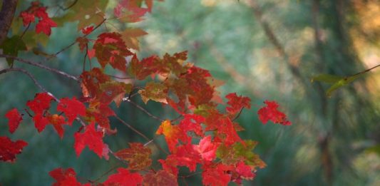 Maple Leaves Autumn Image by JamesDeMers from Pixabay