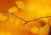 News From the Week Beginning 21st September 2026 Autumn Texture-September - Image by Anja-#pray for ukraine# #helping hands# stop the war from Pixabay