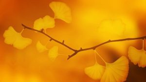 Autumn Texture-September - Image by Anja-#pray for ukraine# #helping hands# stop the war from Pixabay