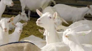 Goats (c) Amalthea 2022
