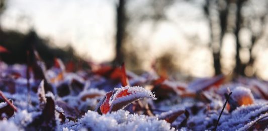 January Winter Image by J_Blueberry from Pixabay