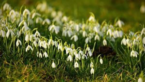 February Snowdrops - Image by 👀 Mabel Amber, who will one day from Pixabay 