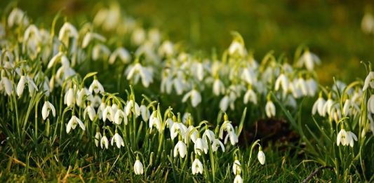 February Snowdrops - Image by 👀 Mabel Amber, who will one day from Pixabay