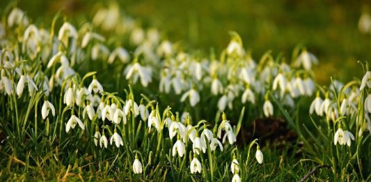 February Snowdrops - Image by Mabel Amber, who will one day from Pixabay
