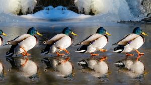 Ducks March Image by G.C. from Pixabay 