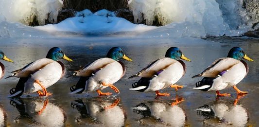 Ducks March Image by G.C. from Pixabay