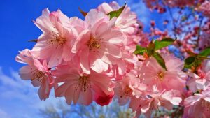 Cherry Blossom April, Image by 👀 Mabel Amber, who will one day from Pixabay 