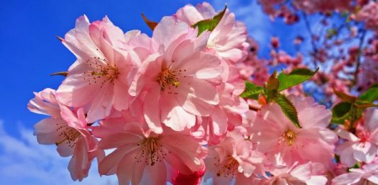 Cherry Blossom April, Image by 👀 Mabel Amber, who will one day from Pixabay