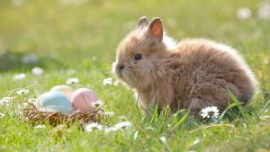 Easter BUnny Eggs Image by Rebekka D from Pixabay 