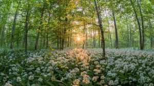 Forest Dawn Spring Image by Jonathan Sautter from Pixabay 