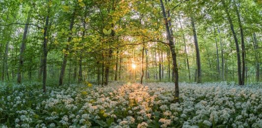 Forest Dawn Spring Image by Jonathan Sautter from Pixabay