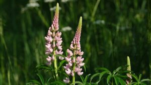 Lupins June Image by Nicky ❤️🌿🐞🌿❤️ from Pixabay