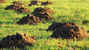 Molehills - Image by meineresterampe from Pixabay