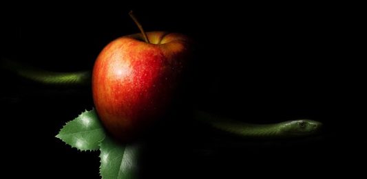 Apple Image by Briam Cute from Pixabay