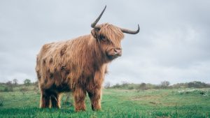 Bull Image by Pexels from Pixabay