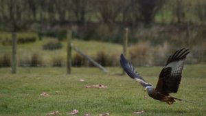 Red Kite Image by Toby Humby from Pixabay