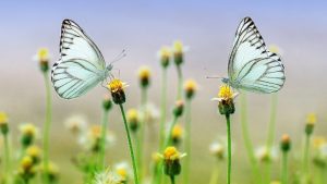 Butterflies, Image by Ronny Overhate from Pixabay