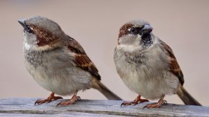 Sparrows Fly Birds Image by 165106 from Pixabay