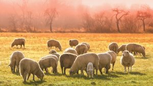Flock, Sheep Image by Tom from Pixabay 