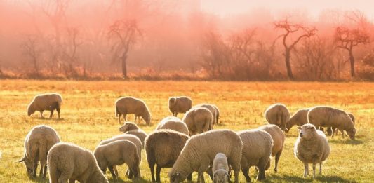 Flock, Sheep Image by Tom from Pixabay