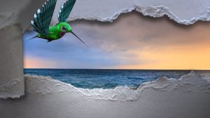 Humming Bird Crack - Image by PIRO from Pixabay