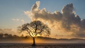 Lone Tree Image by Marek Ropella from Pixabay