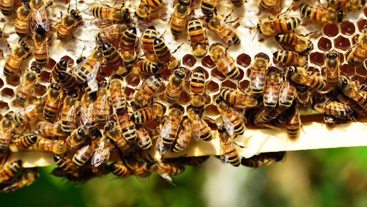 Workers Honey Bees Image by PollyDot from Pixabay