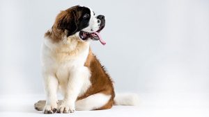 St Bernard Dog © 2018 Image by SEAN SHIH from Pixabay https://pixabay.com/photos/st-bernard-outdoor-st-bernard-barry-3485788/ 